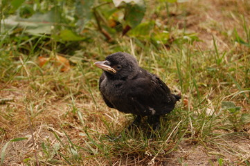 Junge Krähe