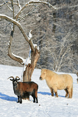 tiere im winter