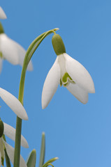 Obraz premium Schneeglöckchen