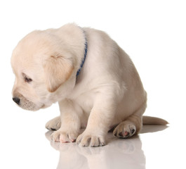 Labrador puppy