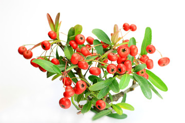 Obraz premium pyracanthas