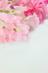 sweet pea