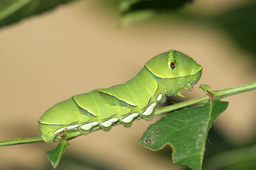 insects