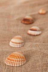 shell laing on jute