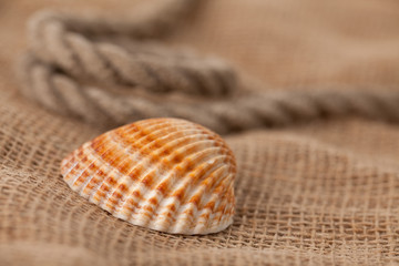 shell laing on jute