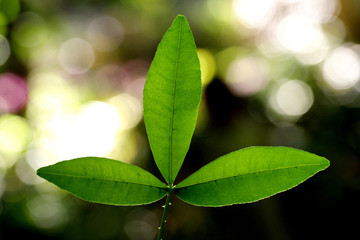 Green leaves