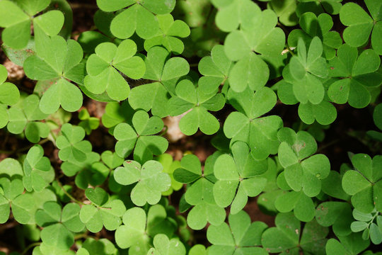 Clovers-symbol of holiday St Patrick's Day