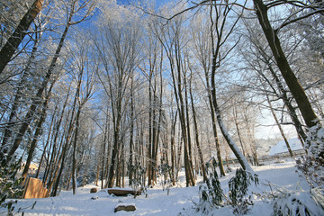 Winter im Park