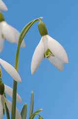 Schneeglöckchen