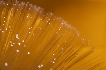 Golden Fibre optic display