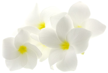 Fototapeta na wymiar Frangipani kwiaty białe białe tło
