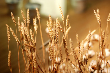 Fototapeta premium Céreale