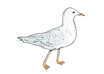 seagull