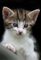 Katzenwelpe 4 Wochen