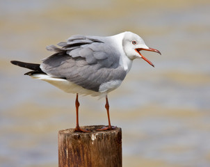 Grey-headed Gull