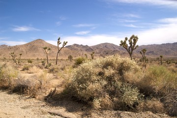 Fototapeta na wymiar Desert shrubs, Joshua Tree National Park
