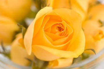 Obraz premium yellow roses