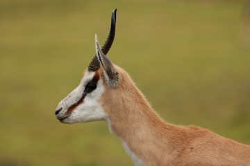 Springbuck Antelope Portrait