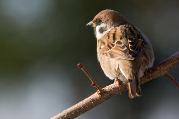 Spatz auf Zweig