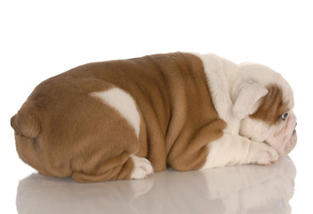 eight week old english bulldog puppy pouting with reflection