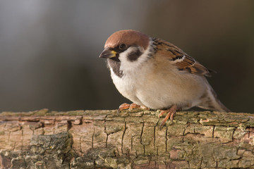 Haussperling