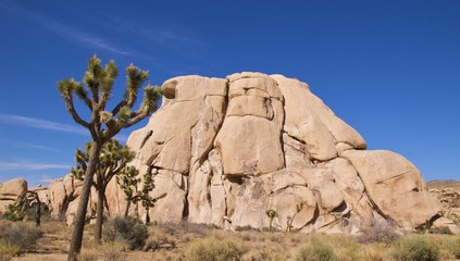 Group of Joshua trees in front of boulders, Joshua Tree NP