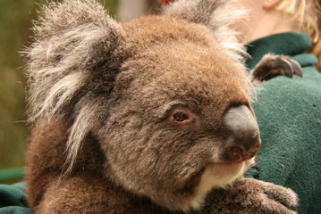 Koala