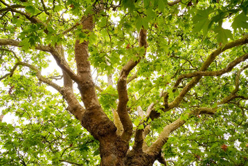 old english oak tree
