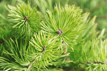 Branches of young fur-trees