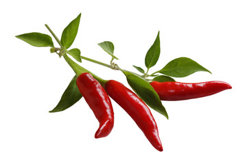 Red Pepper