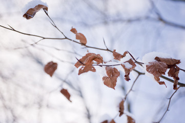 snowy winter