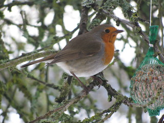 rouge gorge