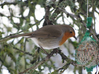 rouge gorge