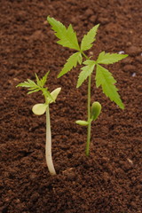 Plants growing from soil