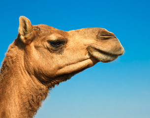 Obraz premium Head of a camel on safari -