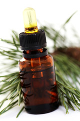 fir tree essential oil