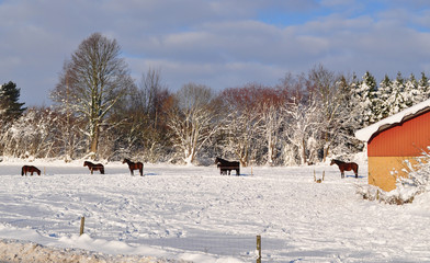 Fototapeta na wymiar Horses in the winter