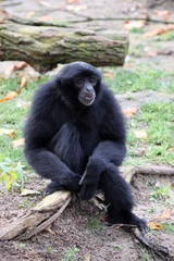 Siamang