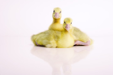 Freundschaft © Michel Müller