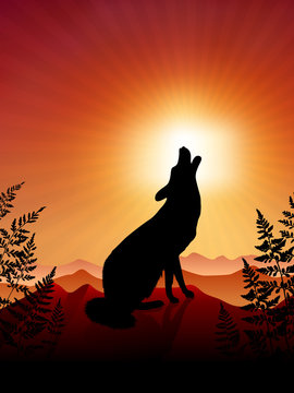 Wolf Howling on sunset background