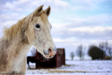 Cheval sous la neige