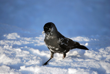 Getupfte Dohle im Schnee