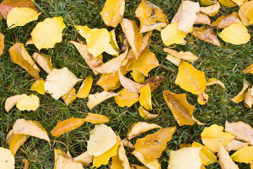 Leaves on Grass