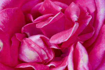 Shrub rose "country dancer" pink flower close up