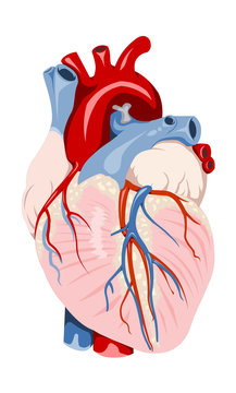 human heart