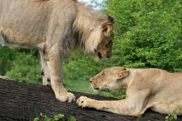Lion et lionne
