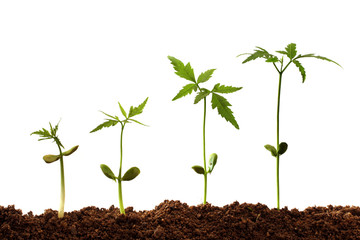 Plants growing from soil against white