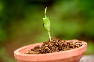 Seedling-Just born