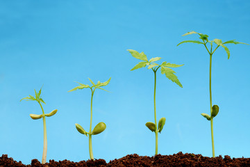 Four saplings growing from soil