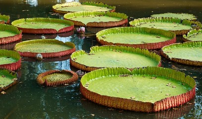Giant lilies leafs in the pond.
